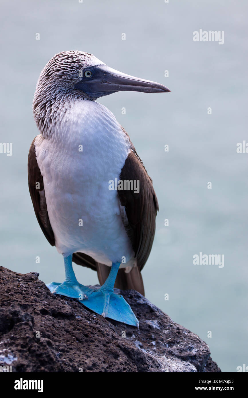 Un blue footed booby, Sula nebouxii excisa, sull'isola di Santa Cruz, Isole Galapagos, Equador. Foto Stock