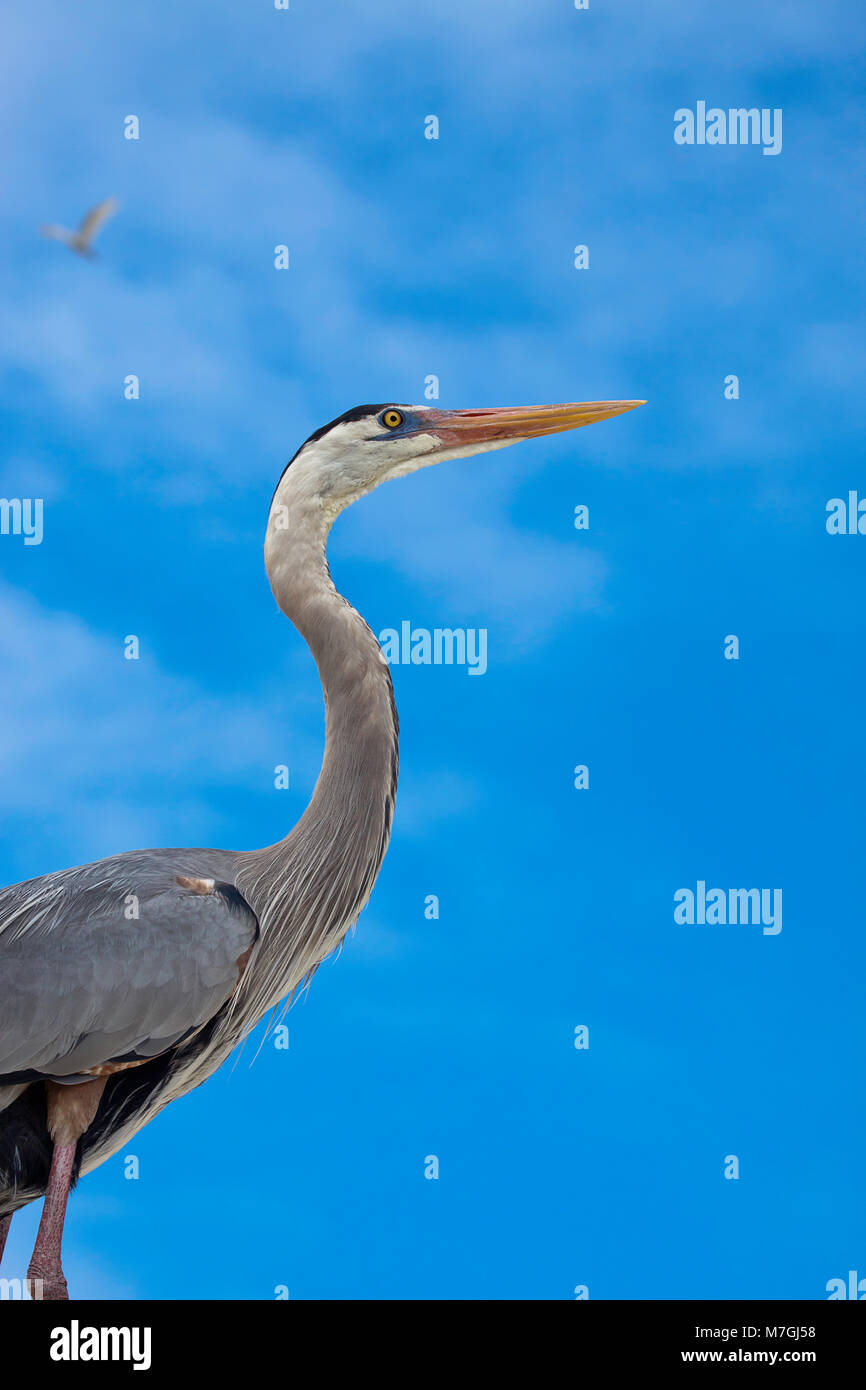 Il grande airone cenerino, Ardea Erodiade, è un grande e maestoso uccello che è relativamente comune negli Stati Uniti e in Canada, così come il Messico e la W Foto Stock