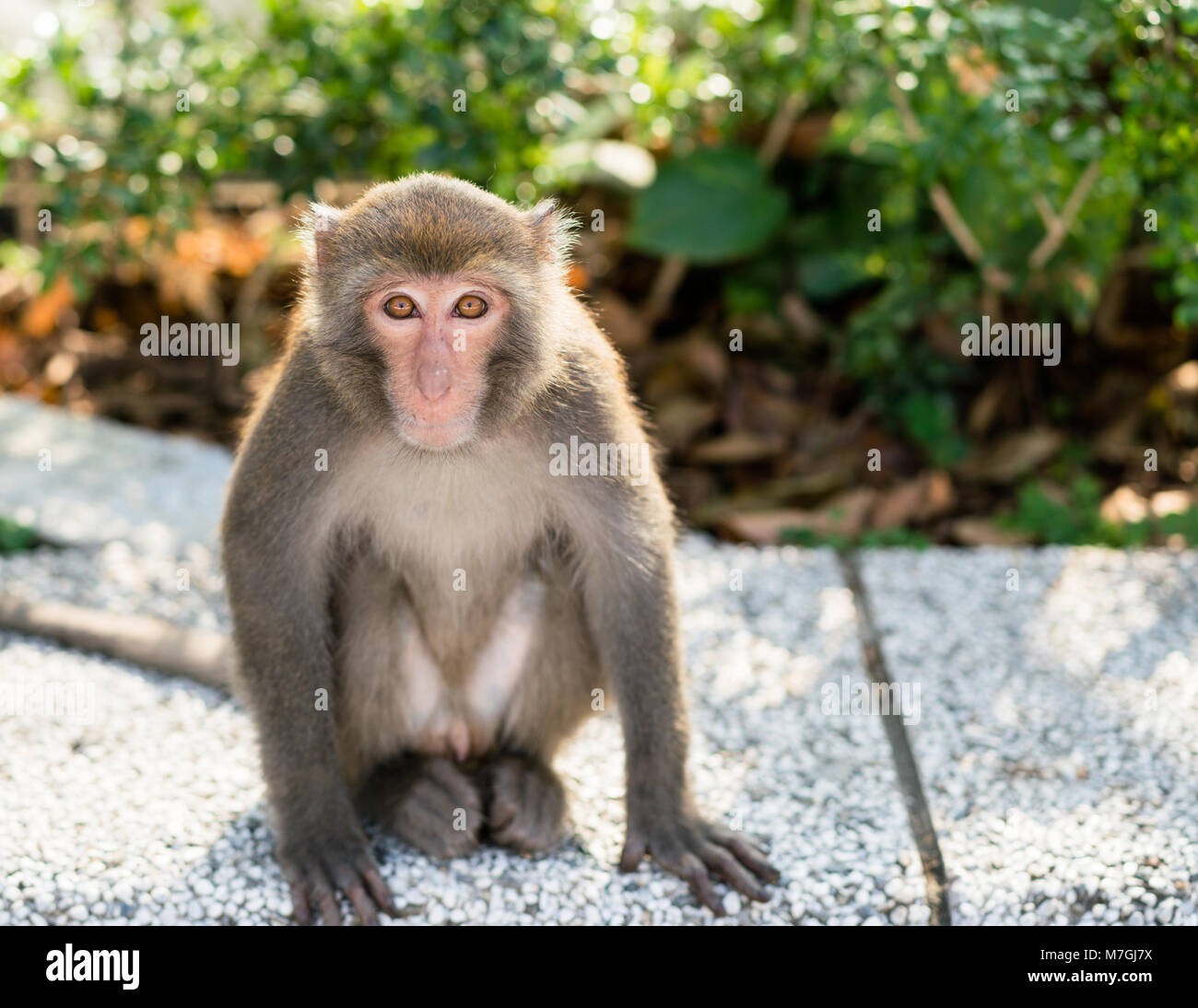 Wild Formosan Taiwanese roccia scimmia macaco guardando la telecamera Foto Stock
