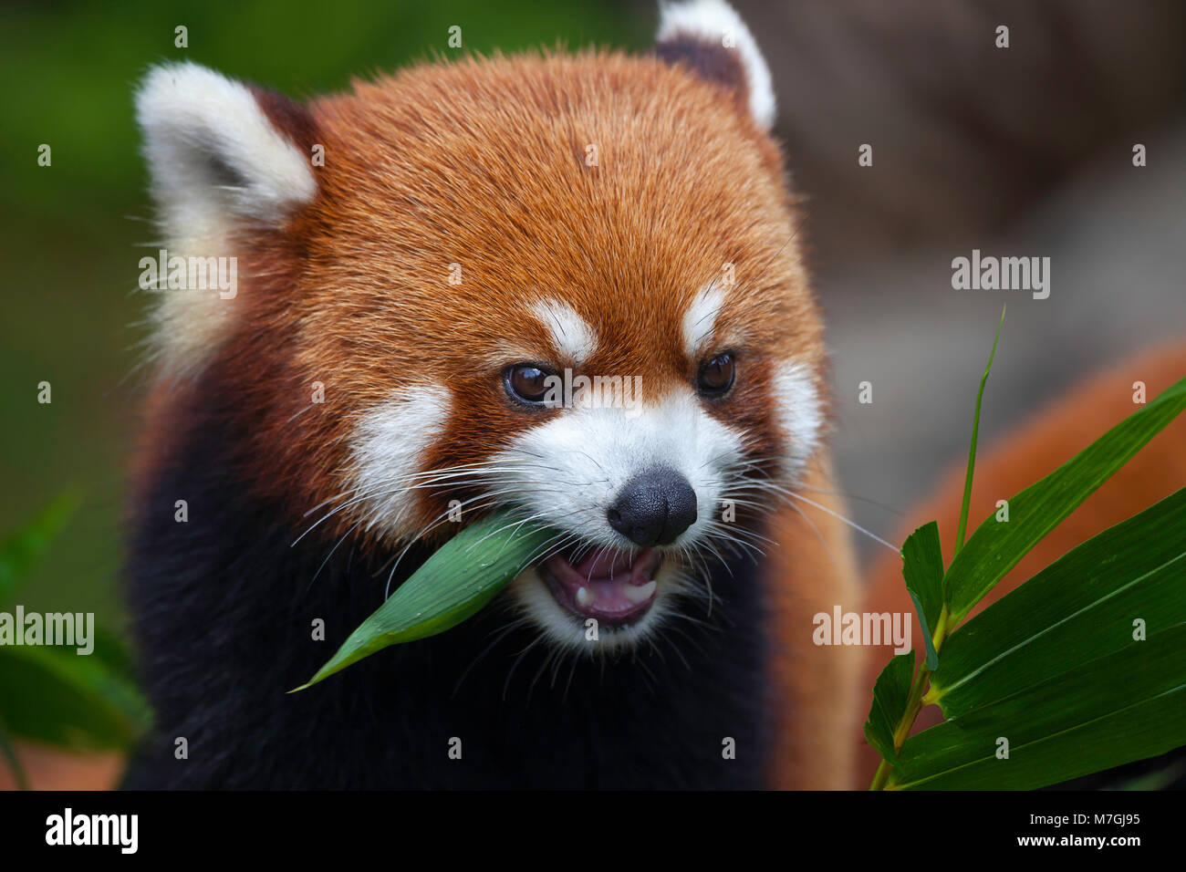 Il panda rosso, Ailurus fulgens, o 'shining cat", è un piccolo mammifero arboree e la sola specie del genere Ailurus. Cina. Foto Stock
