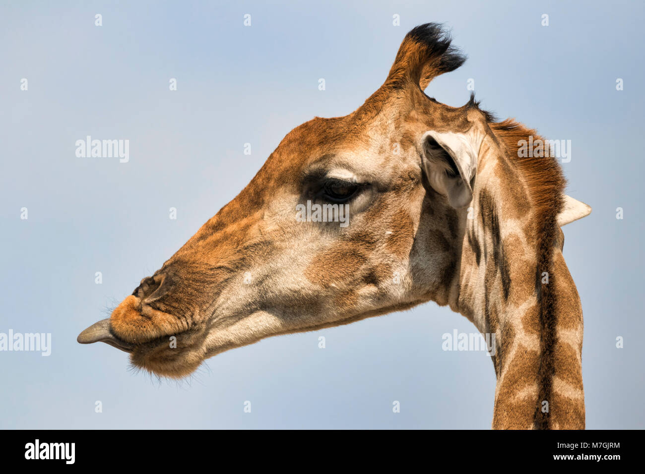 Linguetta della giraffa Foto Stock