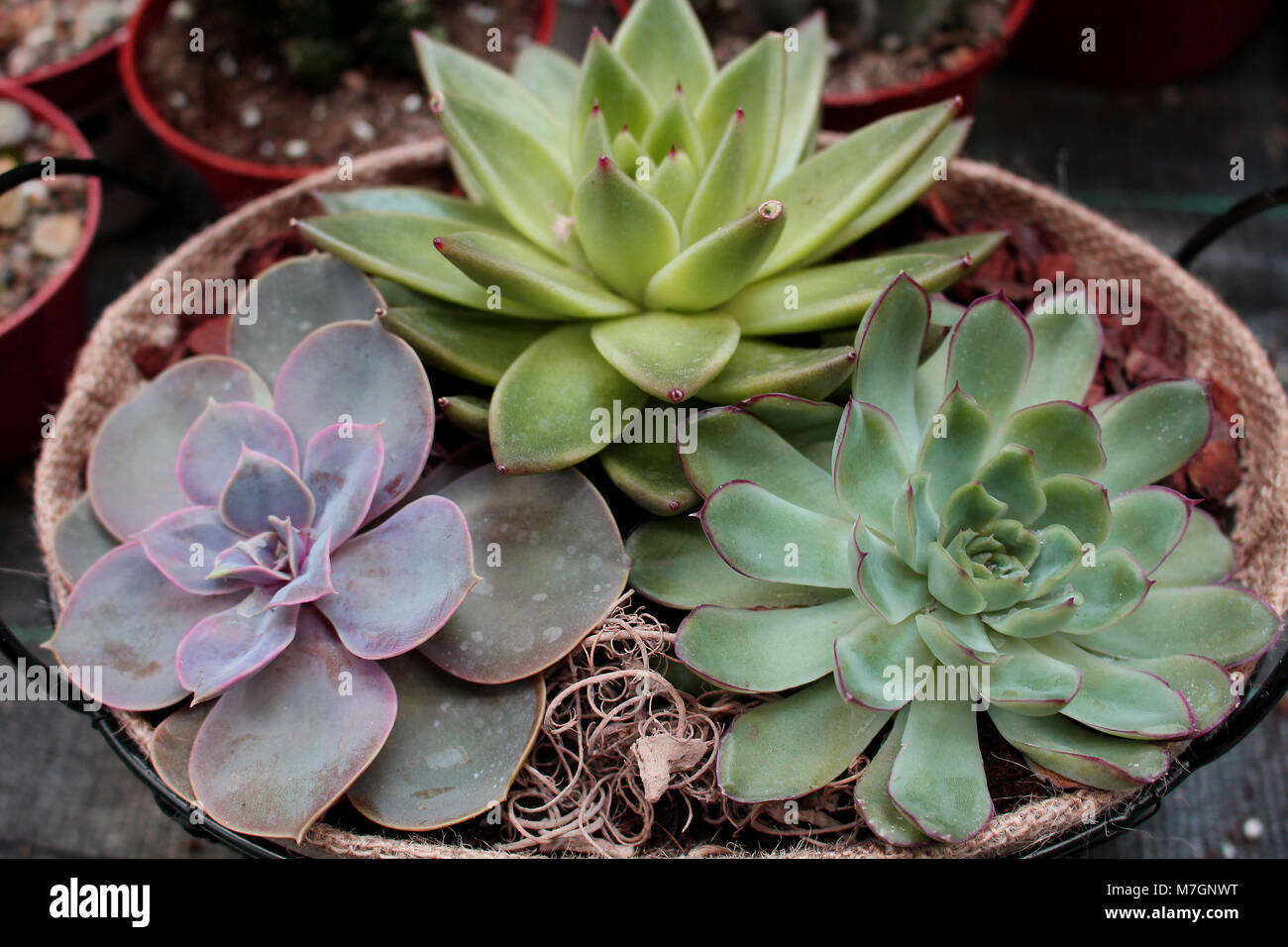 Tre piante succulente in un vaso di fiori preferiti, piante ornamentali con interessanti foglie spesse Foto Stock