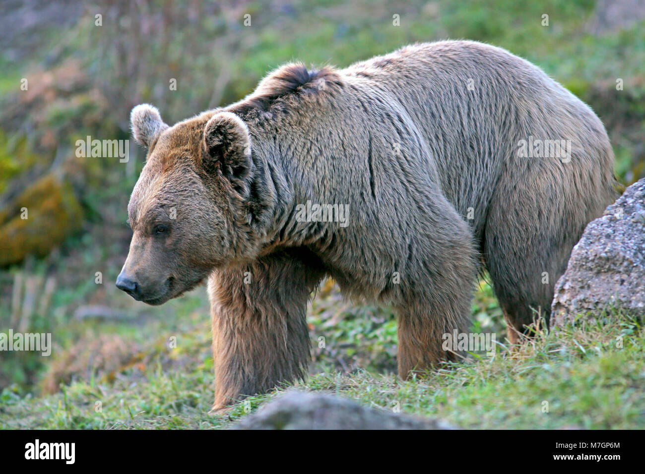 In prossimità di grandi Siro Orso Bruno camminare sull'erba.( Ursus arctos syriacus ) Foto Stock