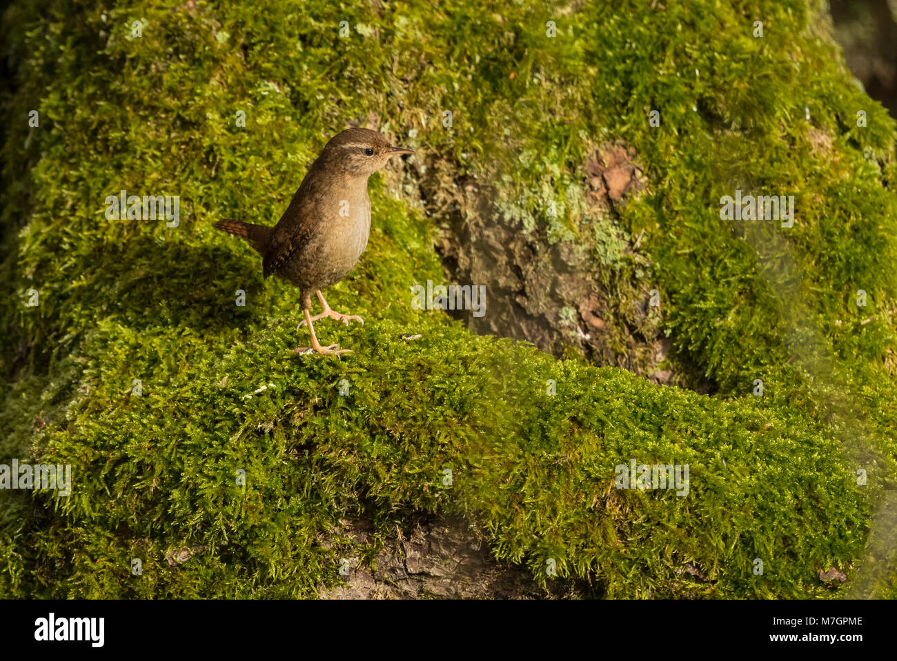 Wren (Troglodytes troglodytes), Foto Stock