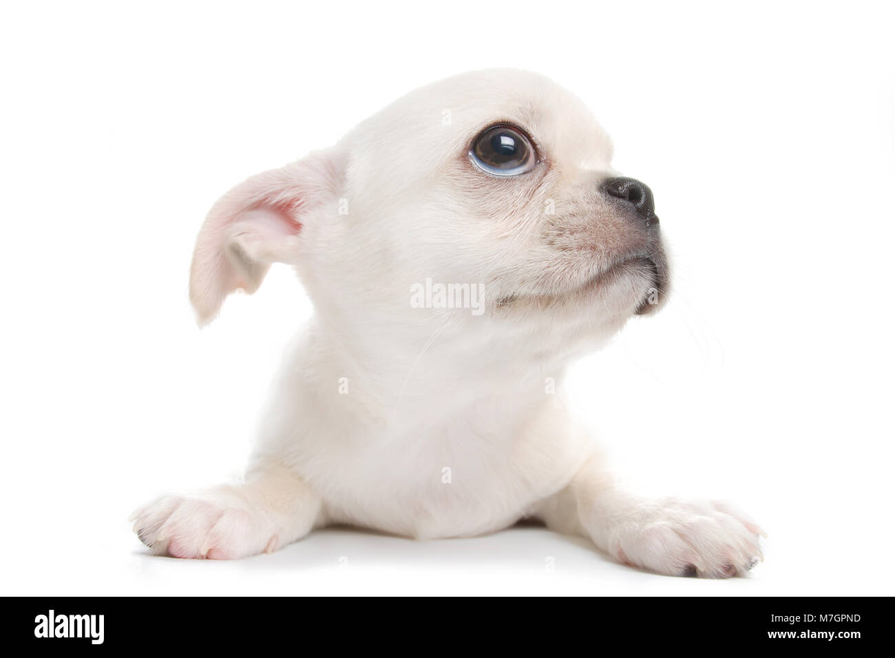 Piccolo, grazioso bianco chihuahua cucciolo. Ampio angolo di visione, isolato su bianco Foto Stock