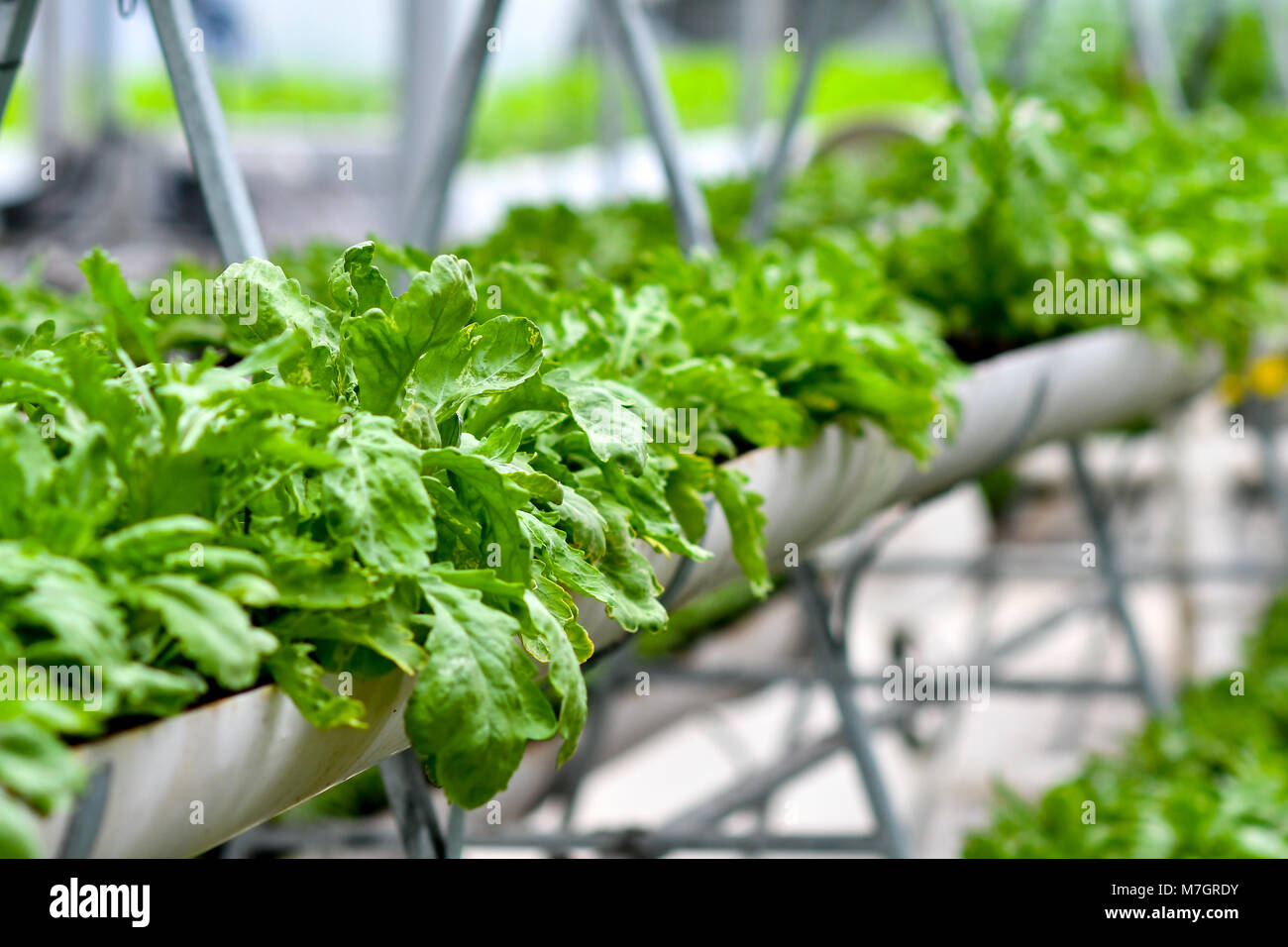 Agricoltura urbana, agricoltura urbana o il giardinaggio urbano Foto Stock