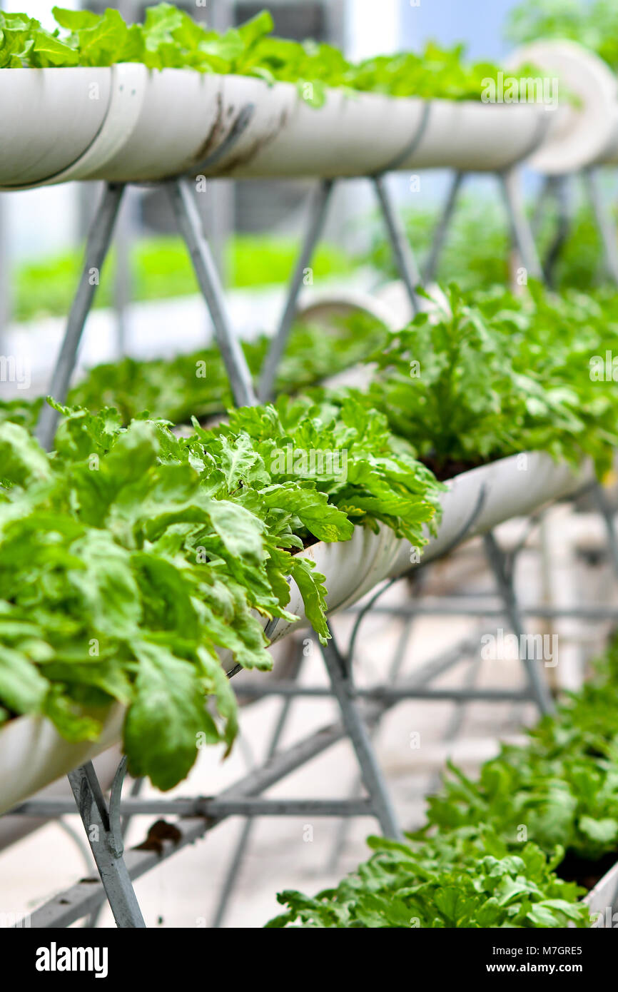 Agricoltura urbana, agricoltura urbana o il giardinaggio urbano Foto Stock