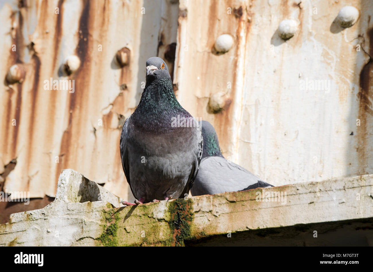Piccioni urbani seduta sul ponte arrugginito Foto Stock