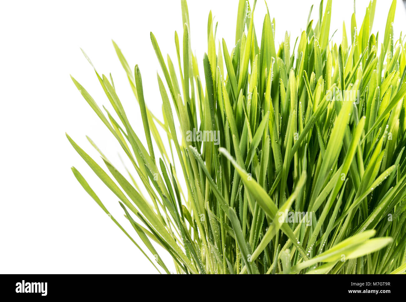 Fresco di erba di frumento su bianco cresce erba isolato Foto Stock