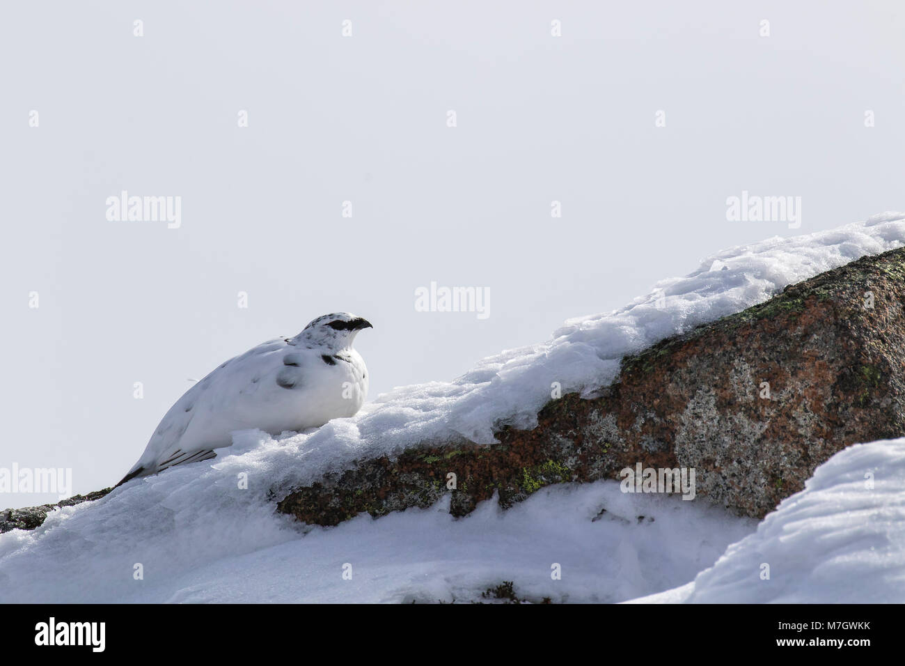 Pernice bianca, Lagopus muta, rock, camminando sulla roccia nella neve durante l'inverno nel Parco nazionale di Cairngorms, marzo Foto Stock