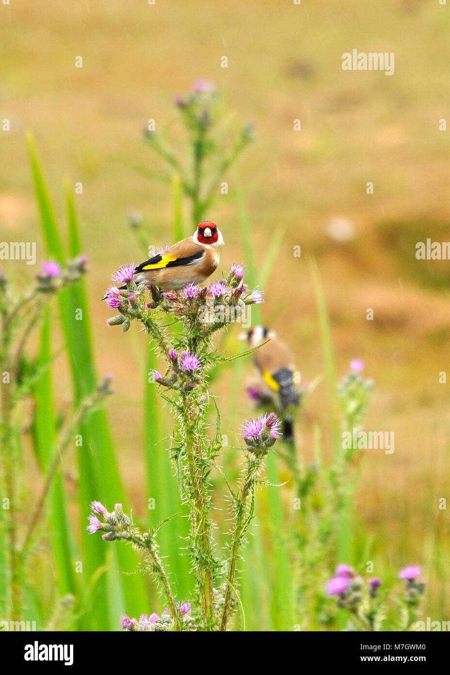 Coppia di Goldfinch europeo (Carduelis carduelis) arroccato sul cardo che alimenta e guarda la macchina fotografica. Foto Stock