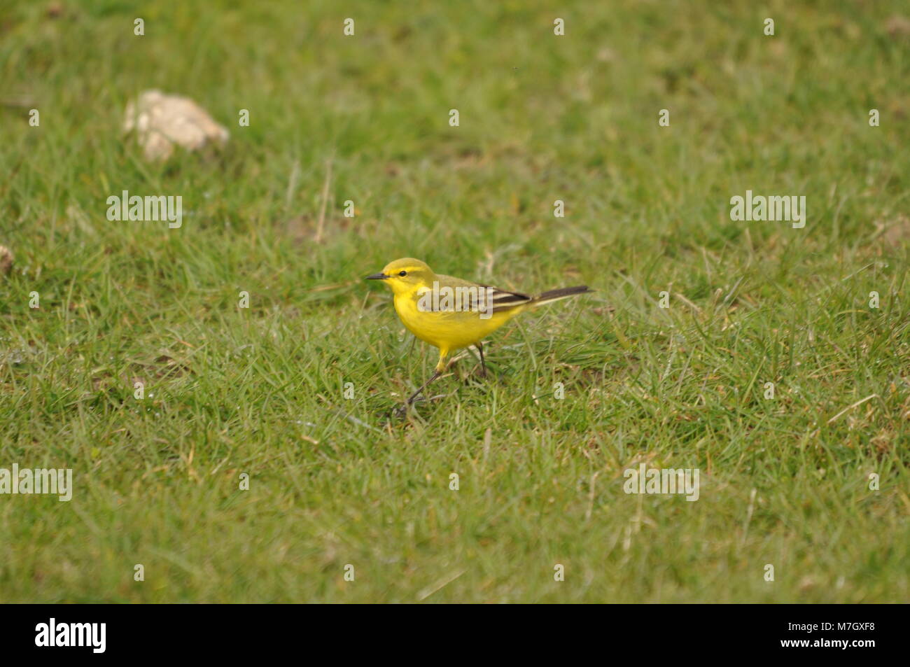 La Waggail gialla (Motacilla flava) sedette sull'erba, di lato in vista. Catturato nella Riserva Naturale di Elmley, Kent Foto Stock