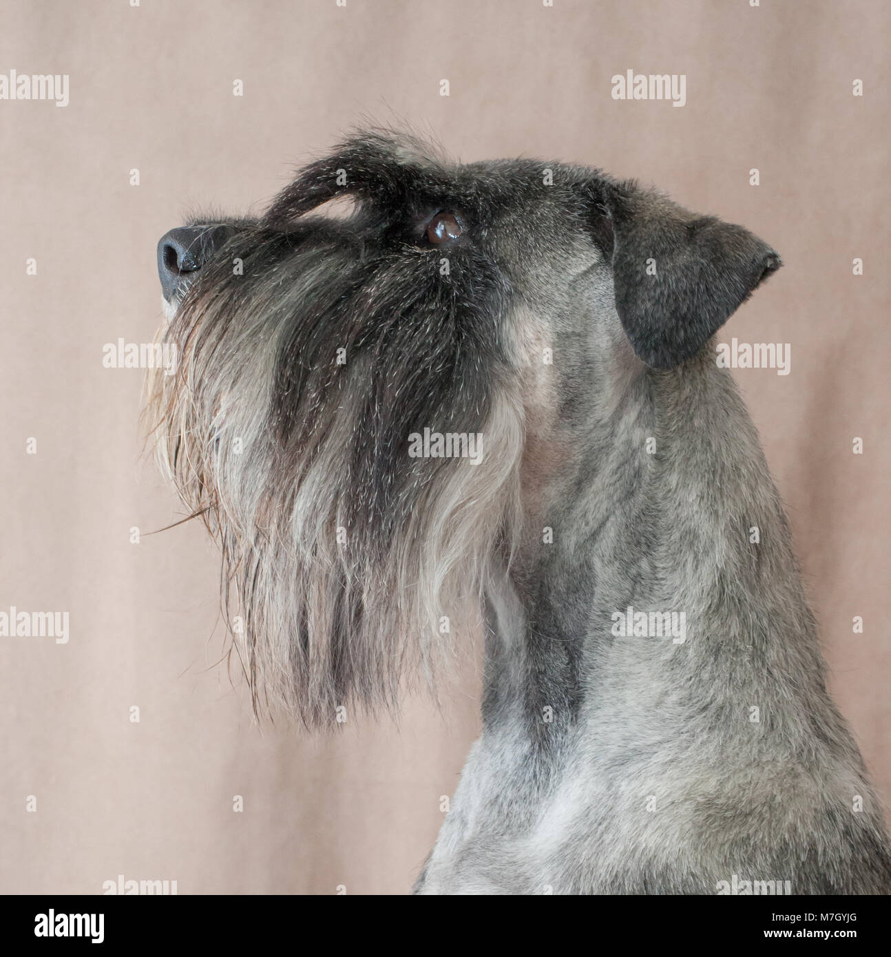 Schnauzer cane ritratto Foto Stock