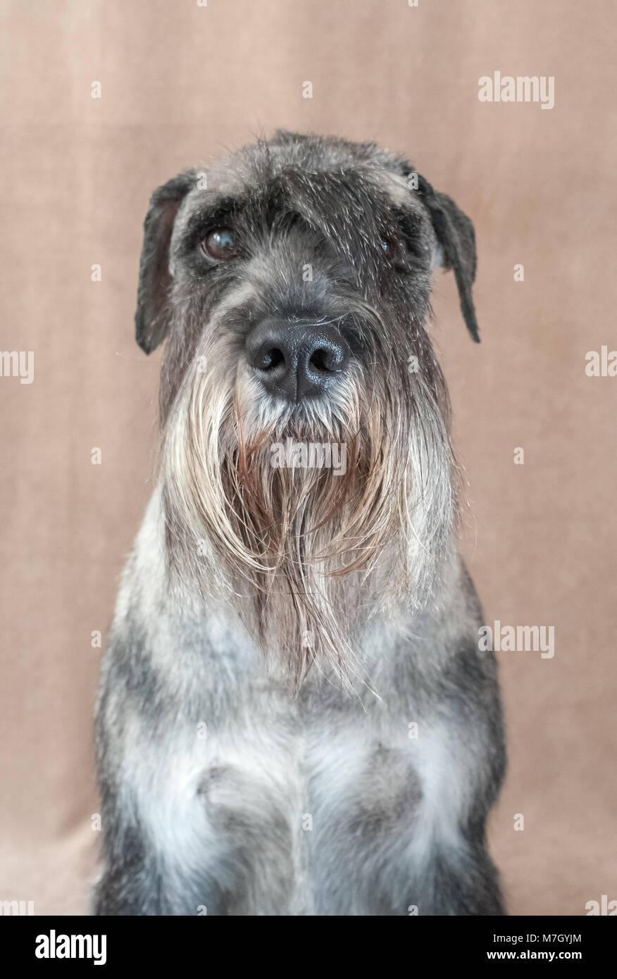 Schnauzer cane ritratto Foto Stock