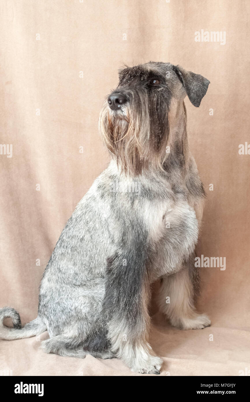 Schnauzer cane ritratto Foto Stock