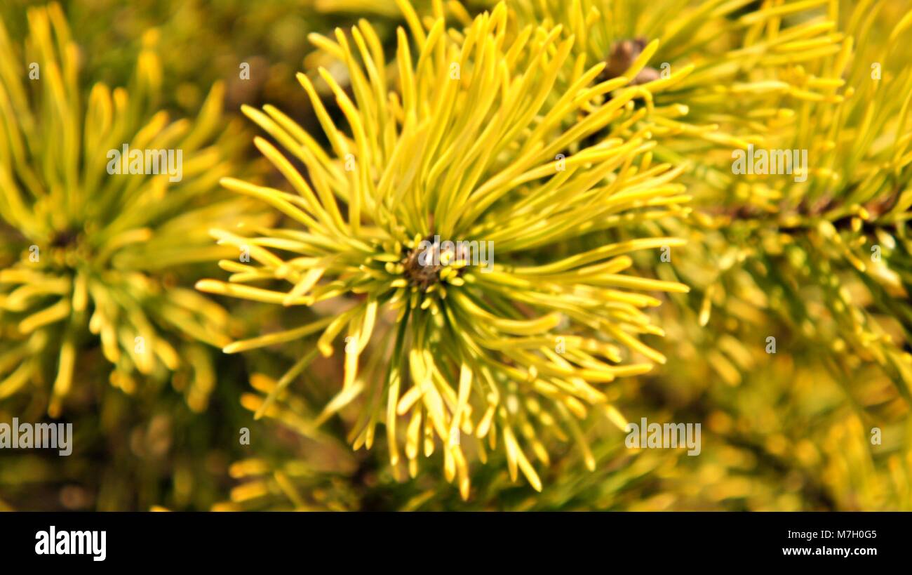 Pino con giallo e verde in fine di inverno Foto Stock