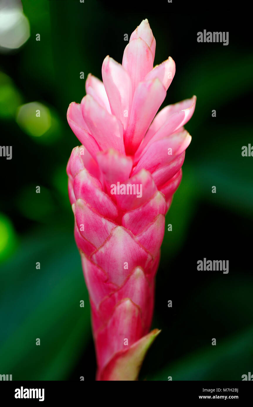 Il vivacemente colorate di rosso delle brattee su Alpinia purpurata o red ginger, simile al bloom, ma il vero fiore è il piccolo fiore bianco sulla parte superiore. Foto Stock