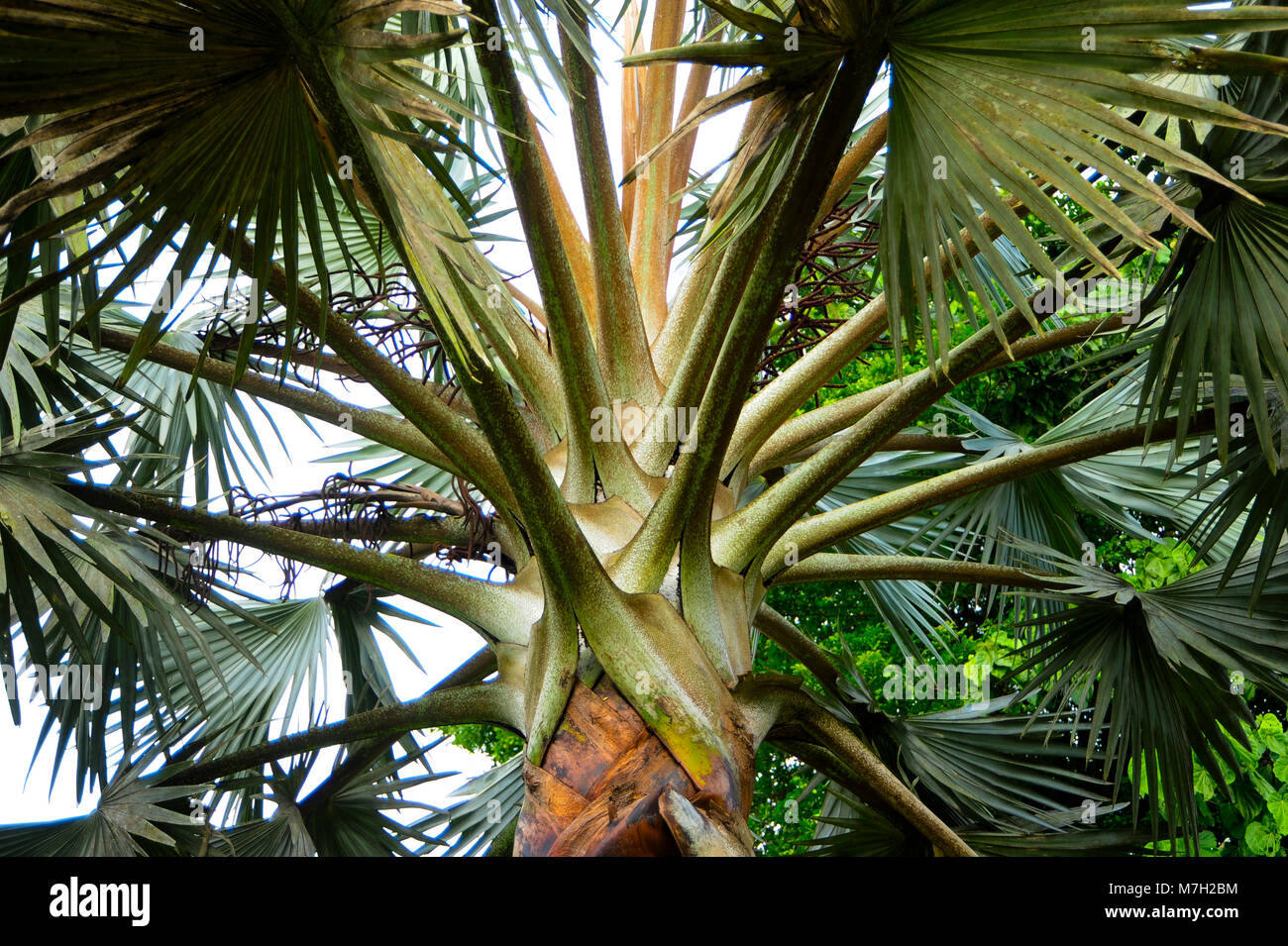 Fan palms (Arecaceae) hanno foglie che sono palmately lobate. Foto Stock