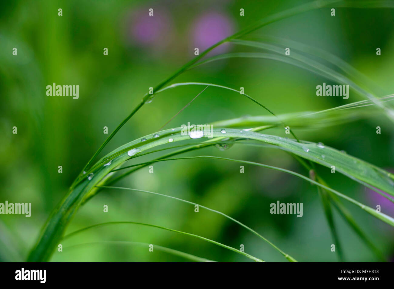 Gara di foglie verdi di erba con gocce d'acqua durante la primavera Foto Stock