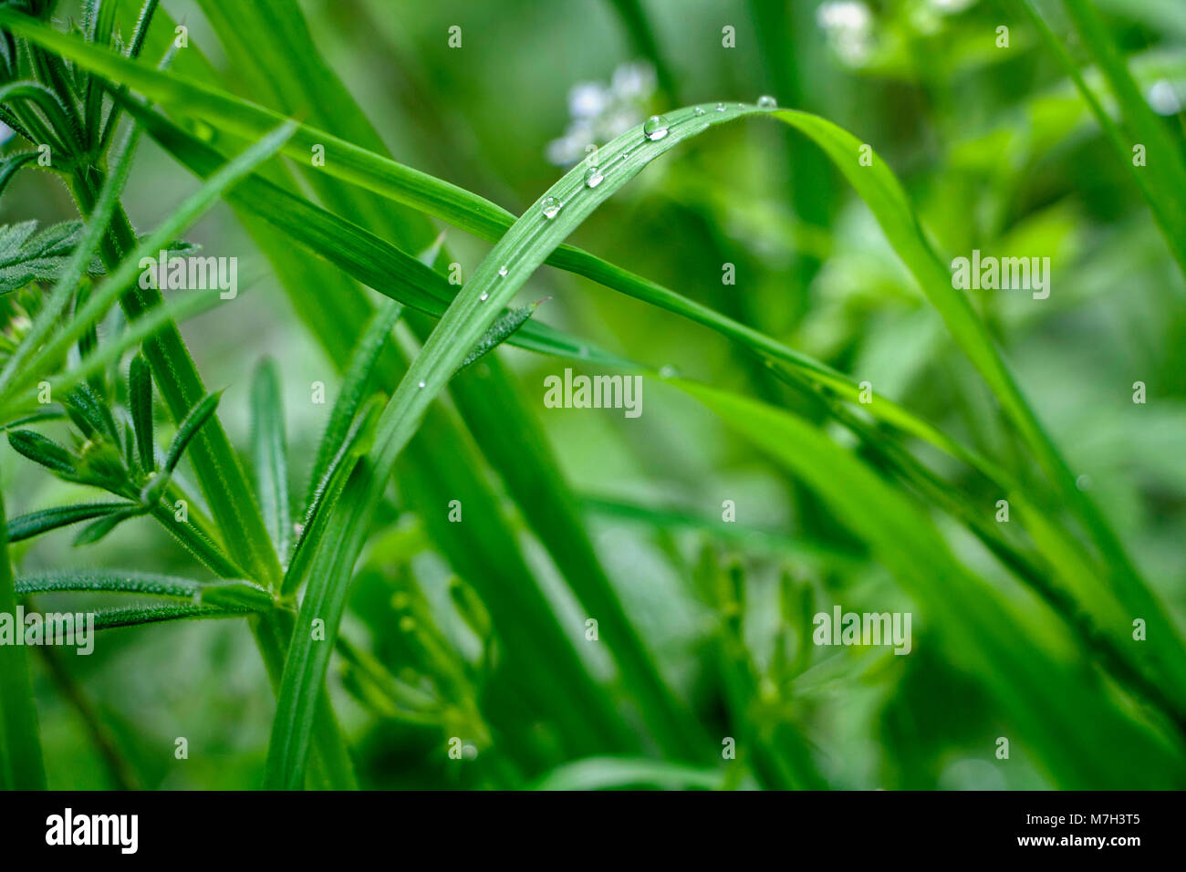 Tenera erba verde con gocce d'acqua durante la primavera Foto Stock