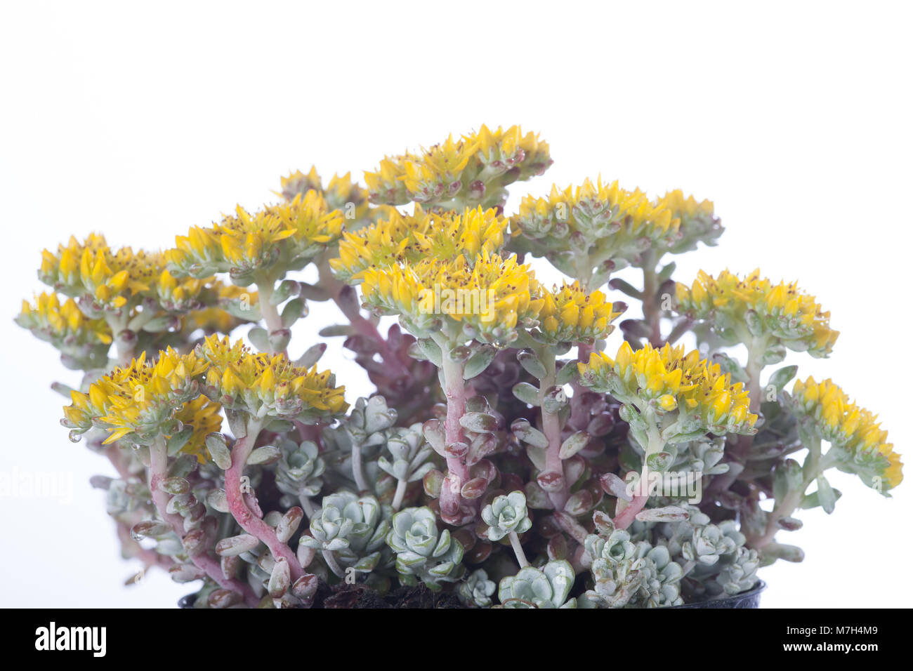 "Cape Blanco' Stonecrop latifoglie, Kalifornisk fetknopp (Sedum spathulifolium) Foto Stock