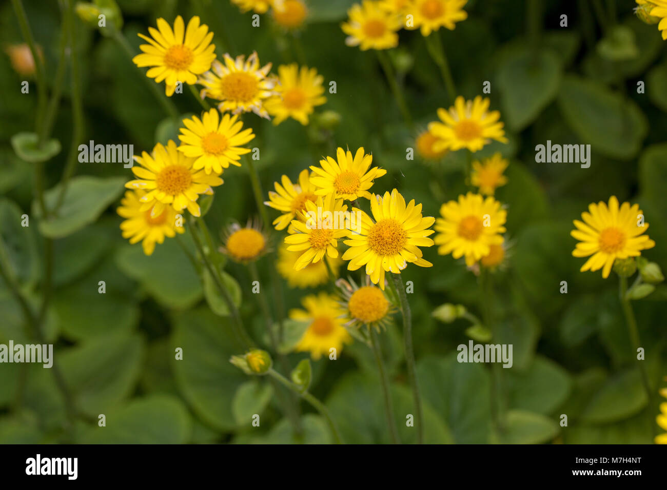 Leopard's Bane, Klostergemsrot (Doronicum pardalianches) Foto Stock