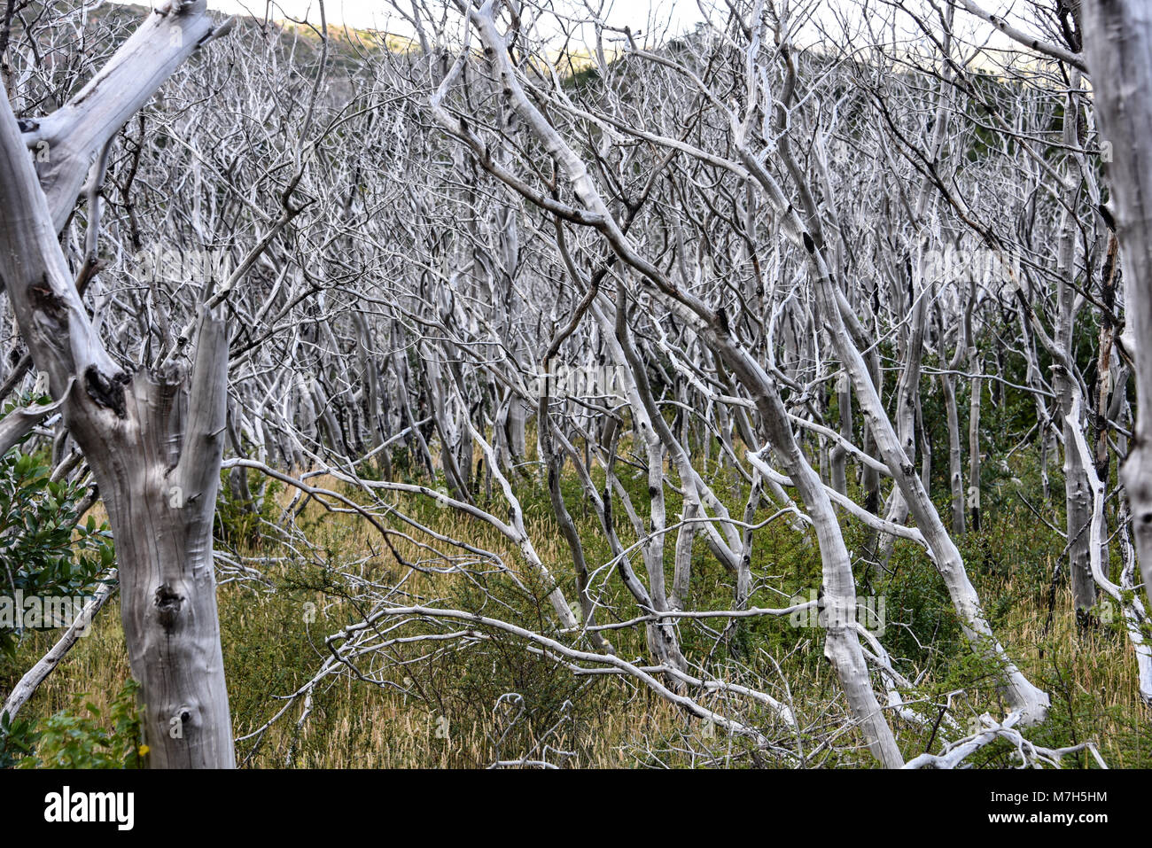 Foresta di bruciato Lenga (Nothofagus pumilio) alberi, Torres del Paine, Patagonia, Cile Foto Stock