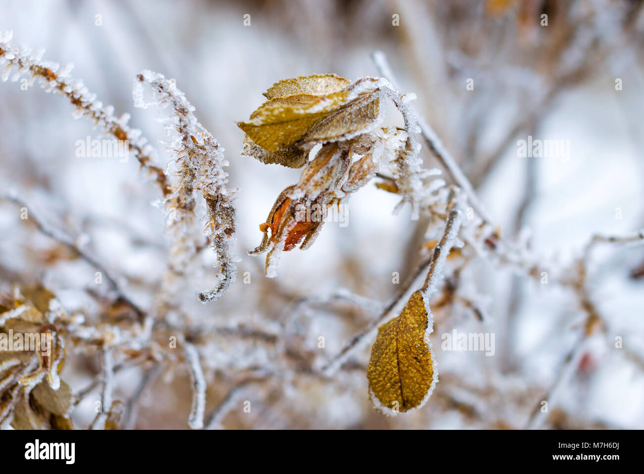 Congelati fiori e foglie di rose selvatiche coperte con una crosta di ghiaccio. Le piante della famiglia di rosa, dell'ordine Rosales. La flora e la fauna della neve dura Foto Stock