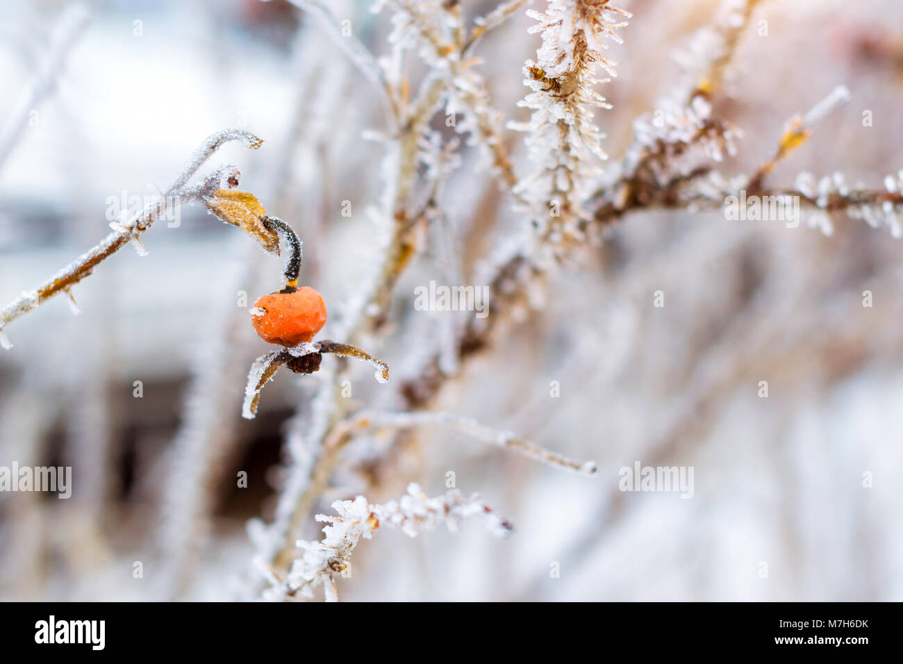 Congelati fiori e foglie di rose selvatiche coperte con una crosta di ghiaccio. Le piante della famiglia di rosa, dell'ordine Rosales. La flora e la fauna della neve dura Foto Stock