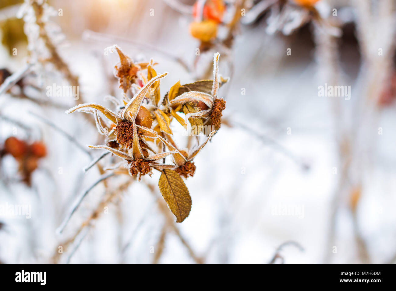 Congelati fiori e foglie di rose selvatiche coperte con una crosta di ghiaccio. Le piante della famiglia di rosa, dell'ordine Rosales. La flora e la fauna della neve dura Foto Stock