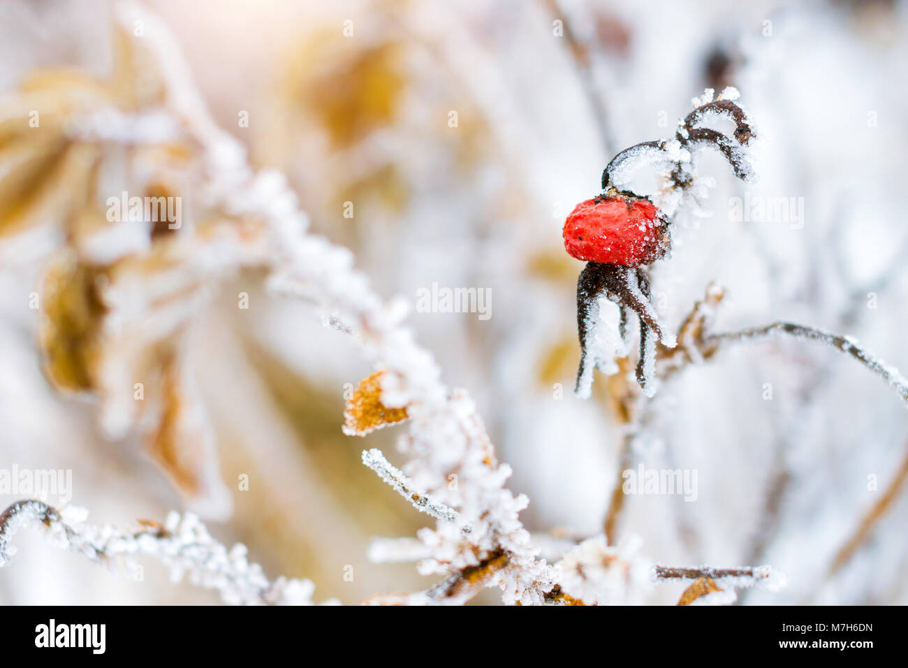 Congelati fiori e foglie di rose selvatiche coperte con una crosta di ghiaccio. Le piante della famiglia di rosa, dell'ordine Rosales. La flora e la fauna della neve dura Foto Stock