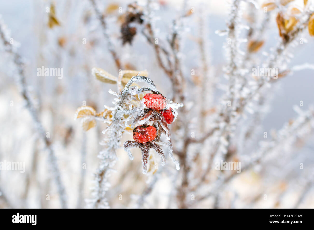 Congelati fiori e foglie di rose selvatiche coperte con una crosta di ghiaccio. Le piante della famiglia di rosa, dell'ordine Rosales. La flora e la fauna della neve dura Foto Stock