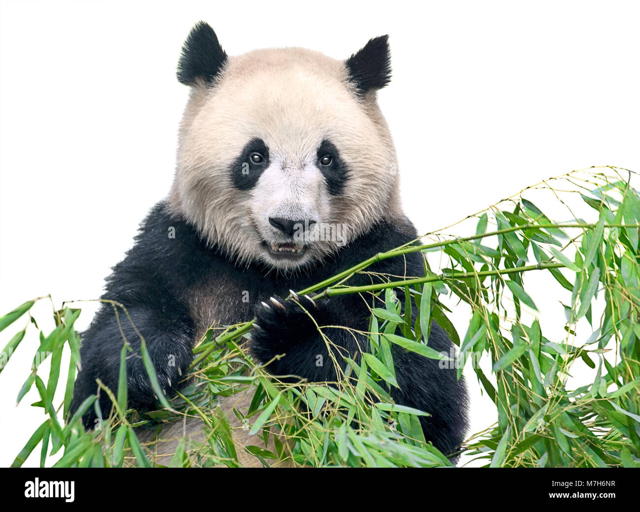 Panda isolato. Grande orso panda tenendo un mazzetto di bambù rami con foglie isolati su sfondo bianco Foto Stock