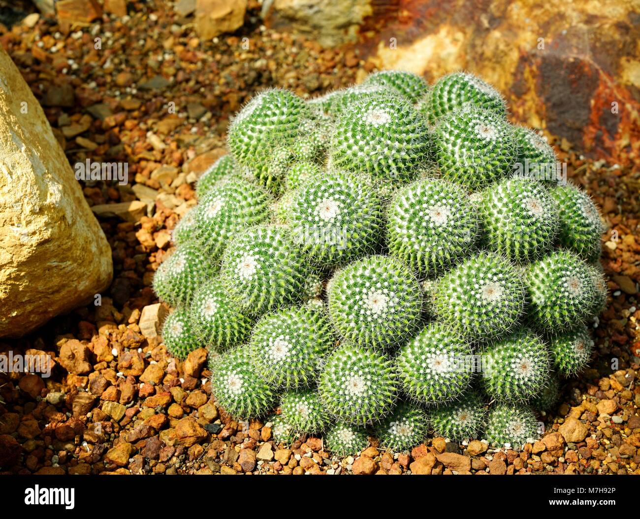 Gruppo di palla dorata di cactus o Echinopsis cactus Foto Stock