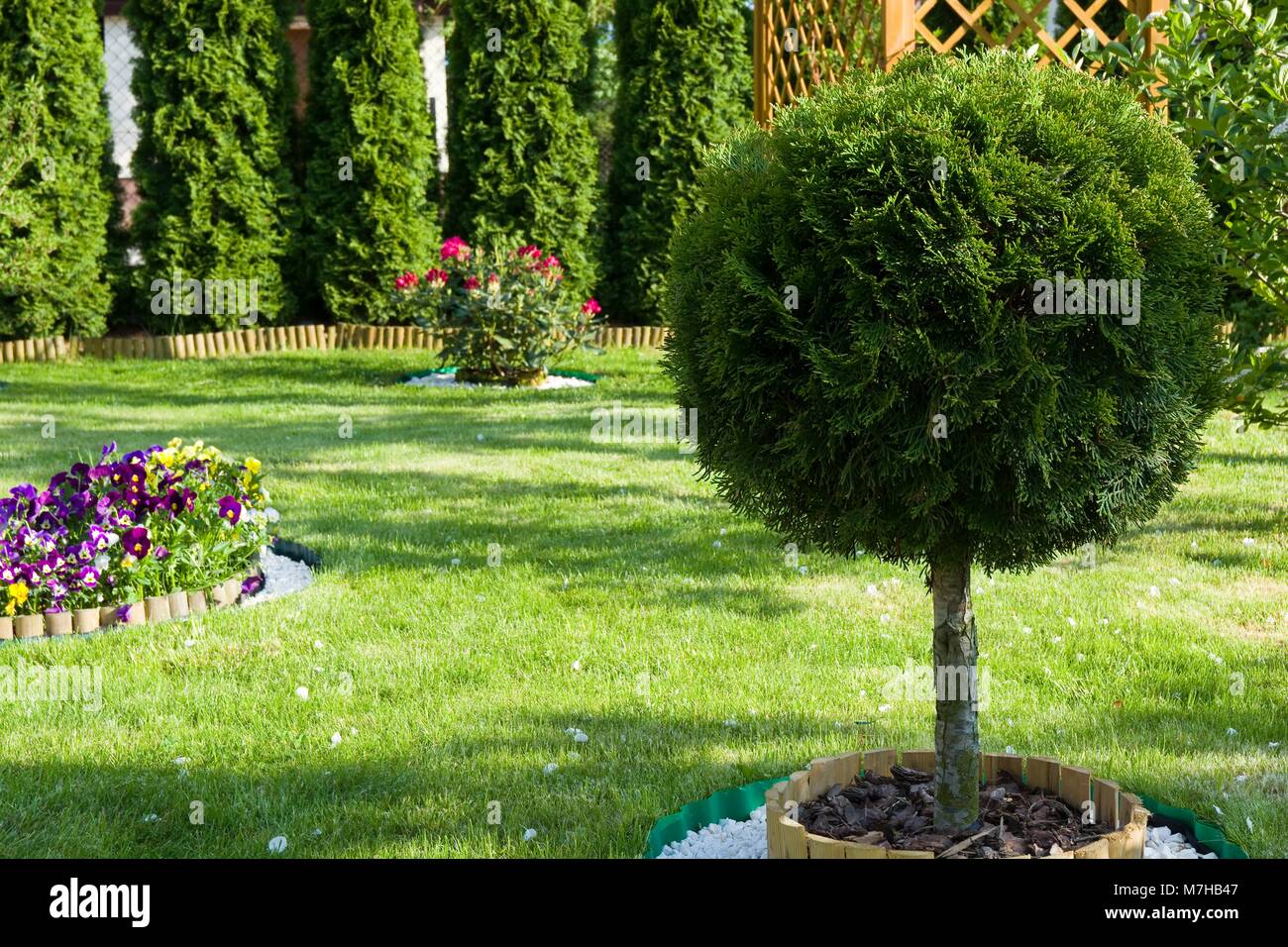 Giardino con sfera Thuya sagomato, fiori colorati di Viola e rododendri in background Foto Stock