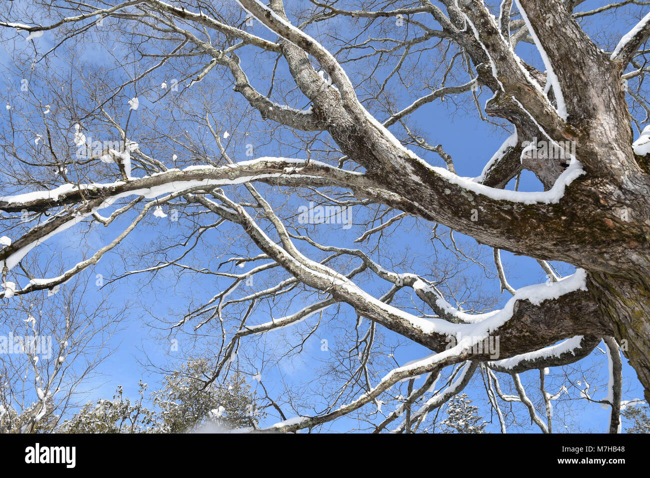 Coperta di neve i rami degli alberi contro un cielo blu in una Nuova Inghilterra inverno Foto Stock