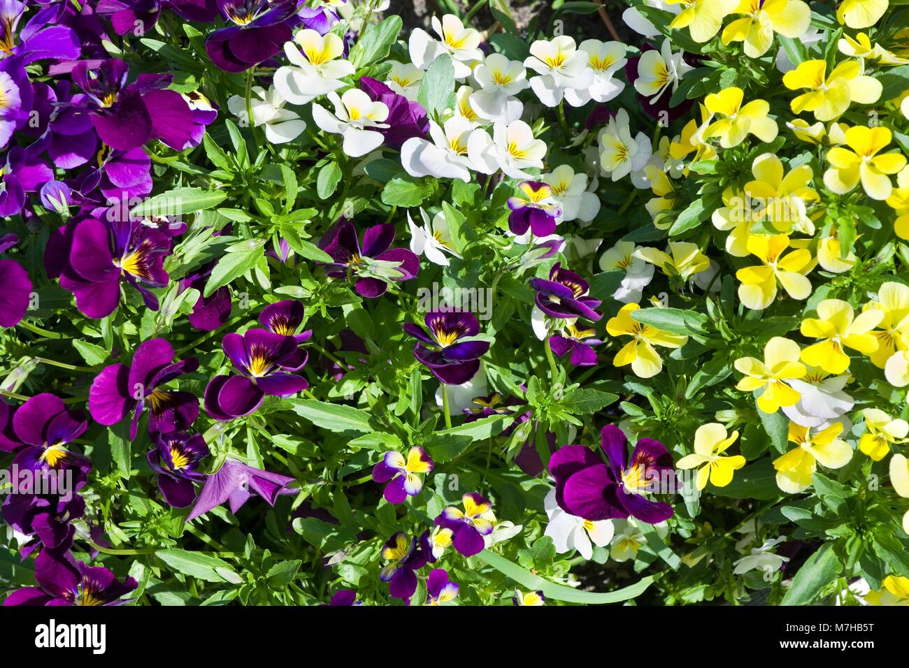 Close-up di fioritura coloratissimi fiori viola Foto Stock