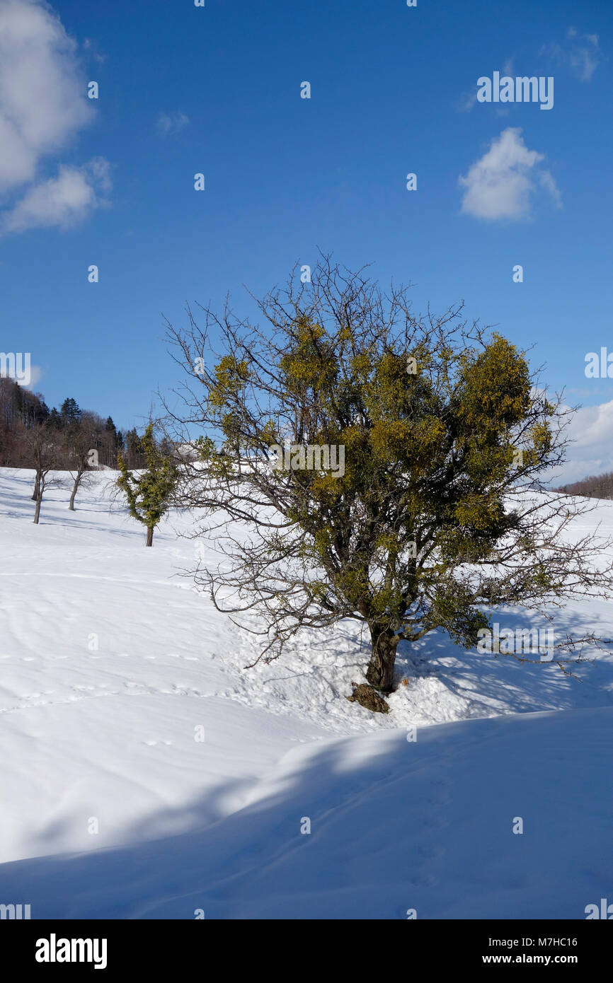 Gli alberi infestato pesantemente con il vischio. Foto Stock