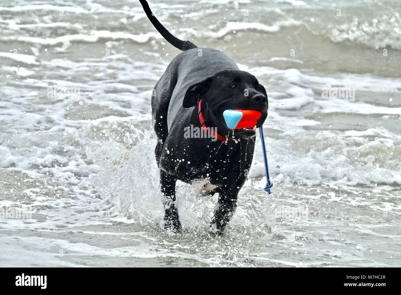 Black Pit Bull a giocare a dog beach Foto Stock