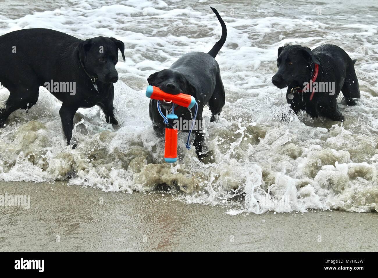 Tre cani neri giocando in spiaggia Foto Stock