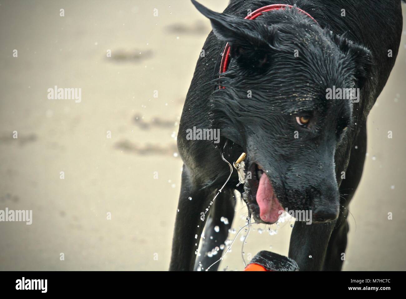 Close up di Black pastore tedesco la riproduzione di fetch in spiaggia Foto Stock