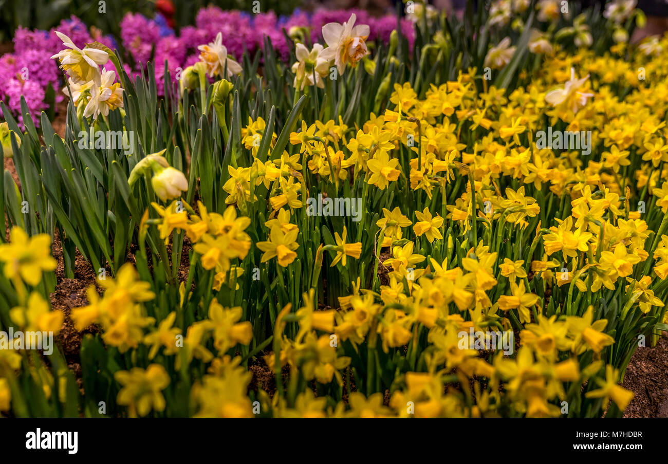 Splendido campo di yellow daffodils. Giunchiglie blooming Foto Stock