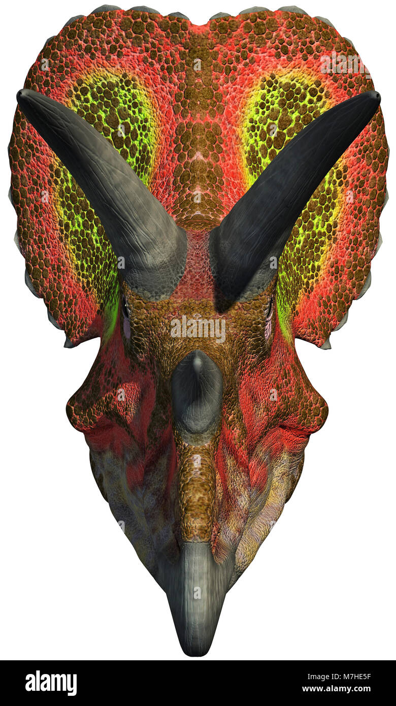 Una vista di testa di un Triceratops. Foto Stock