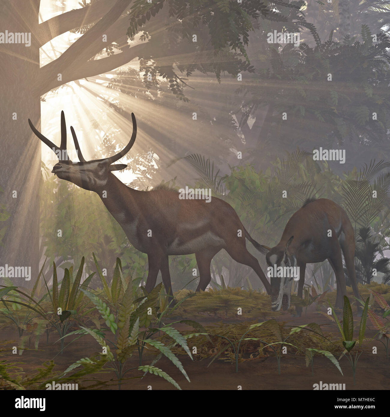 Una coppia di Kyptoceras foraggio attraverso la foresta nel tardo pomeriggio. Foto Stock