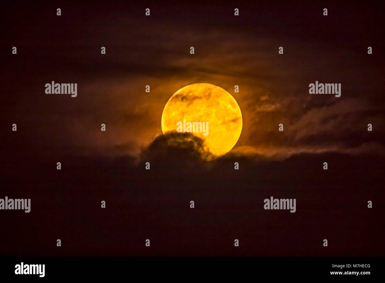 Il giallo dorato Harvest Moon Rising attraverso nuvole basse. Foto Stock