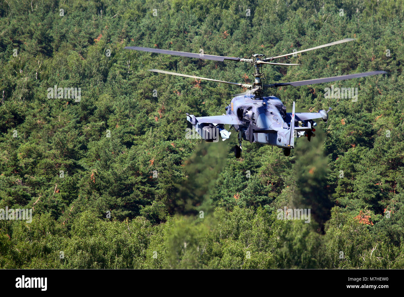 Ka-52 Alligator elicottero d'assalto dell'esercito dell'aria russa volare sopra le cime degli alberi in Russia. Foto Stock