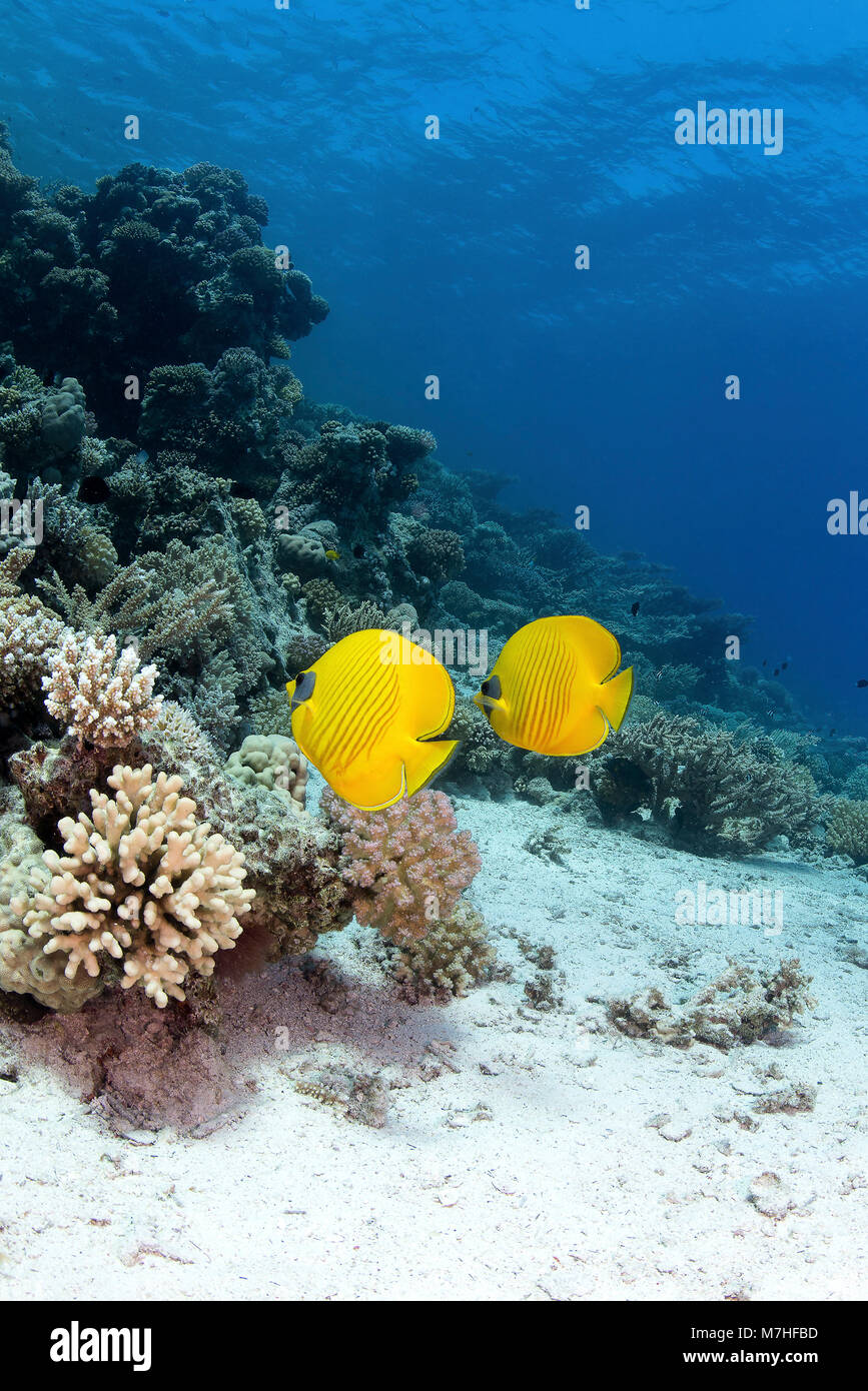Due butterflyfish nuotare nel corso di una barriera corallina del Mar Rosso, Egitto. Foto Stock
