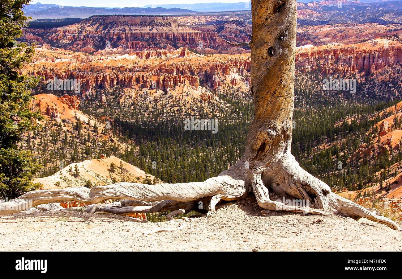 Vecchio albero sul listello in Bryce Canyon, Utah Foto Stock