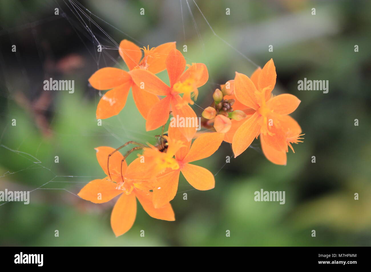 I bellissimi fiori arancione che crescono spontaneamente nella foresta. divenne il nascondiglio del ragno Foto Stock