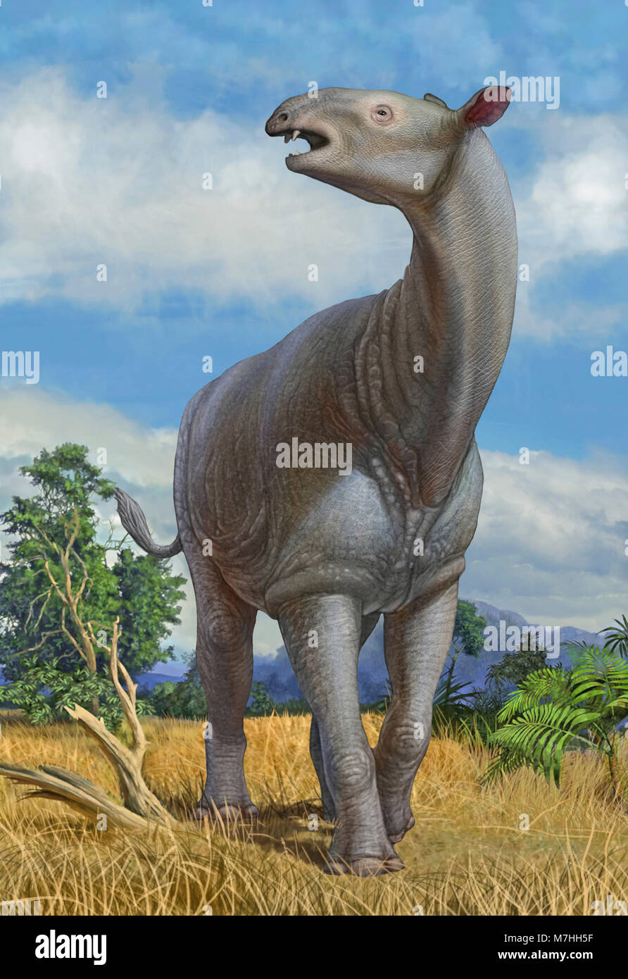 Un lone Paraceratherium bugtiense mammifero. Foto Stock